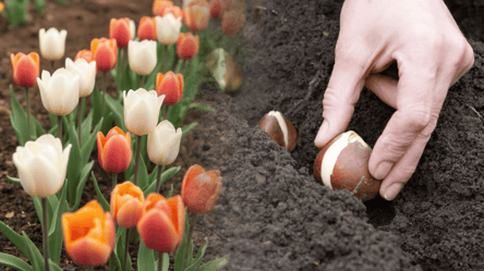 Як садити тюльпани навесні, щоб квітнули цього року — хитрий трюк - 285x160
