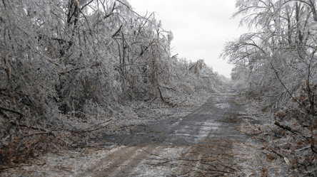 Чи можна забирати на дрова повалені біля дороги гілки у 2026 році - 290x166