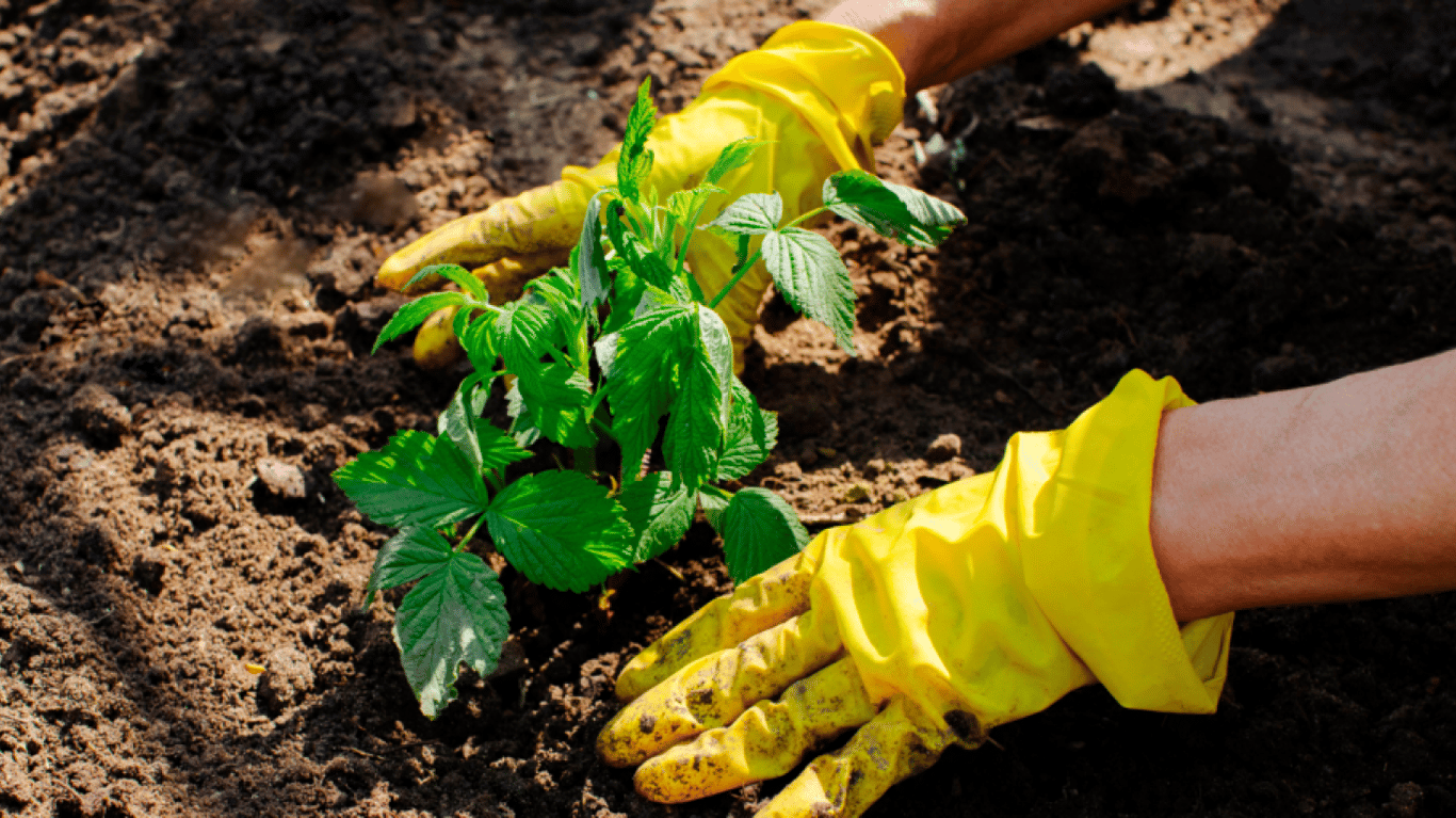 Посадка саджанця малини.