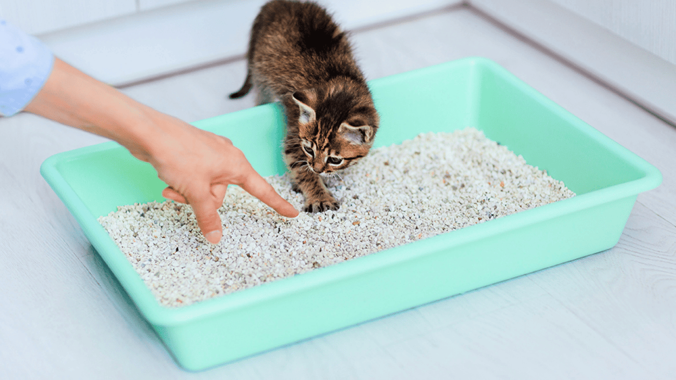 Как приучить своего котика к лотку — эффективные советы от ветеринара