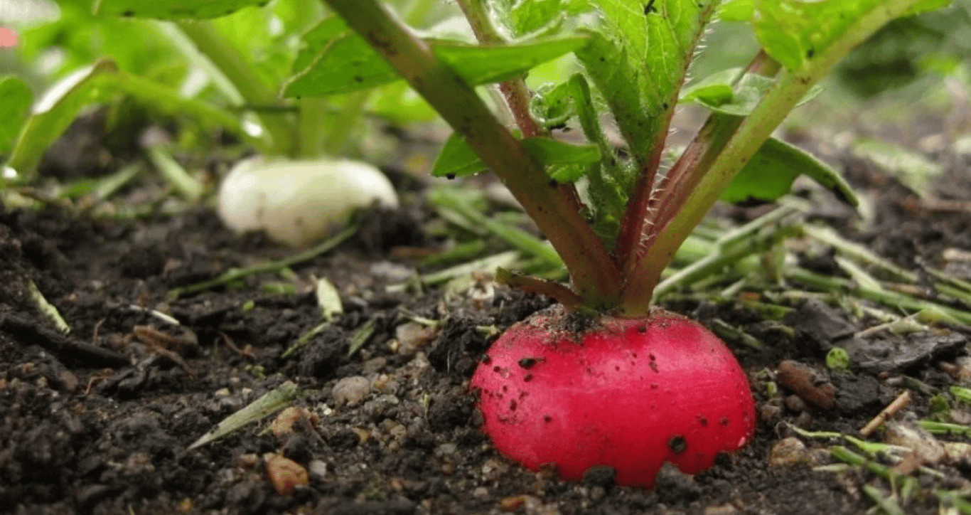 Урожай редиски