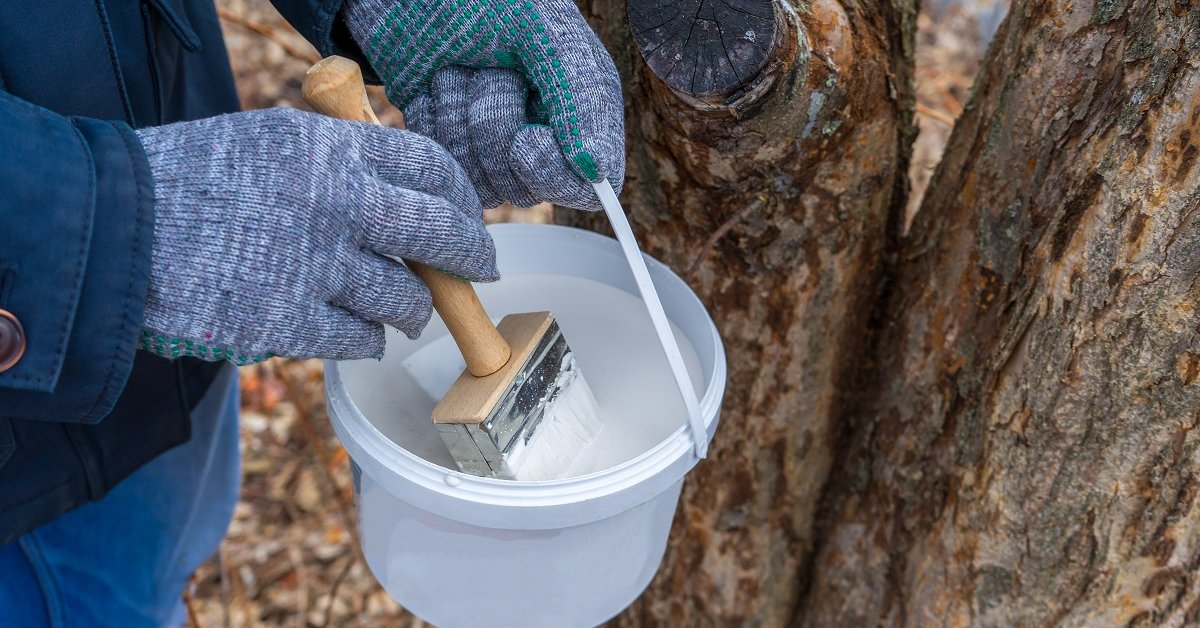Вапно для побілки дерев.
