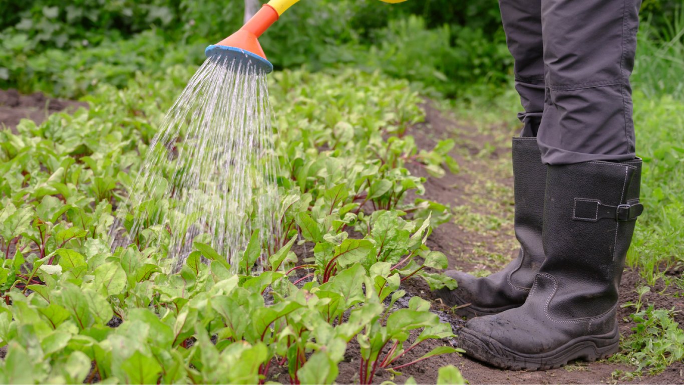 Основні правила поливу методом "штучної роси"