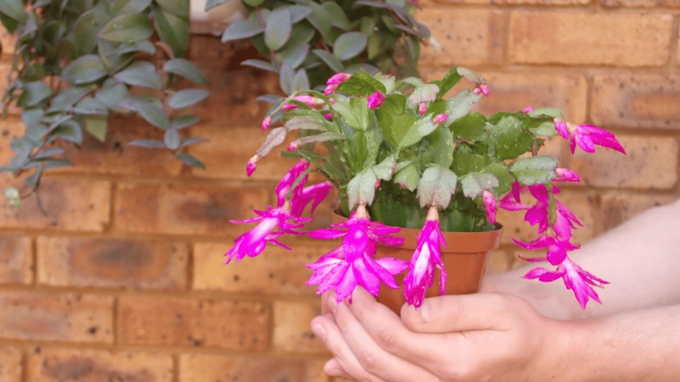 Квітучий різдвяник у горщику з рожевими бутонами.