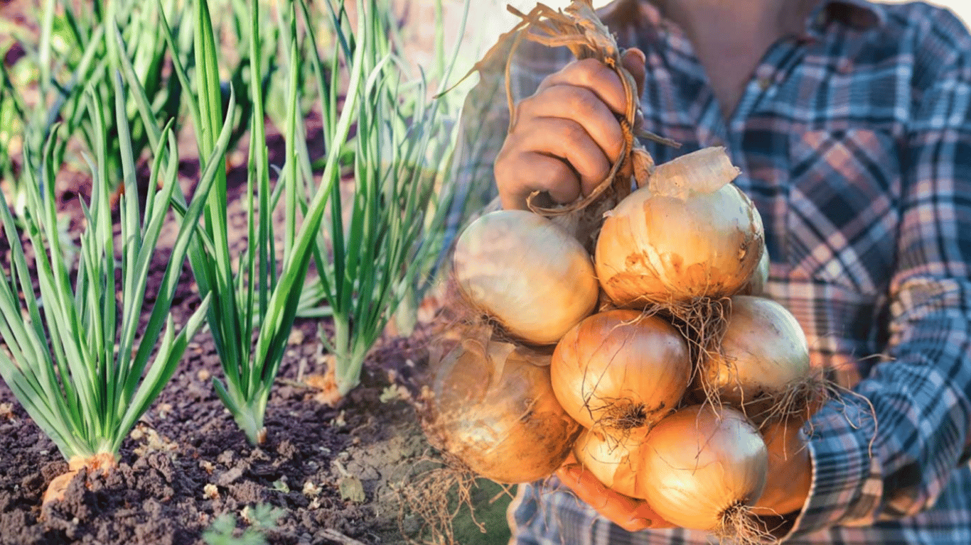 Як виростити велику цибулю: два головні секрети наших бабусь