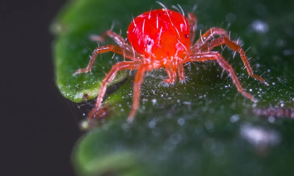 Забирает все соки из растений - как найти и обезвредить паутинного клеща - фото 1