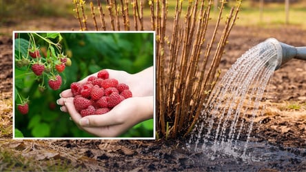 Підгодуйте цим малину у березні 2026 — втомитесь збирати ягоди - 285x160