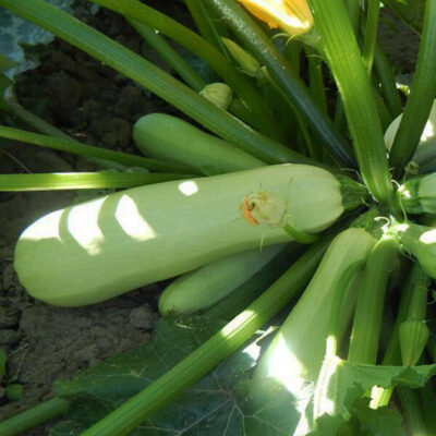 Сорт кабачков Кавили F1 (Nunhems)