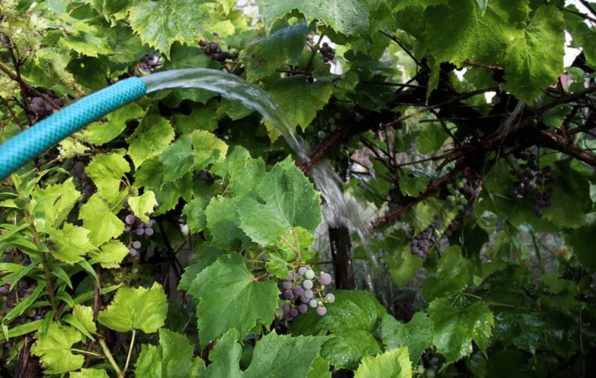 Процесс полива винограда в саду