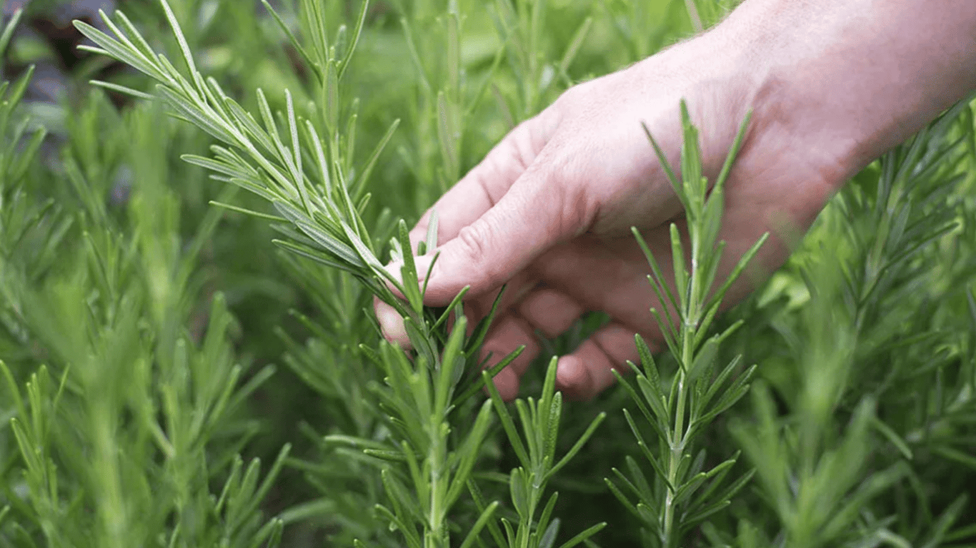 Полин-трава обовʼязково має бути в саду та на городі — в чому користь бур'яна
