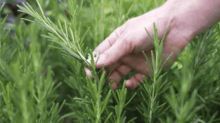 Чому бурʼян полин-трава має бути на городі — відповідь вас здивує - 290x166