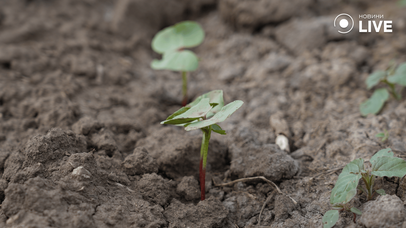 Паросток бавовни у полі
