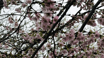 Диво природи — в Одесі взимку цвіте сакура (фото) - 290x166