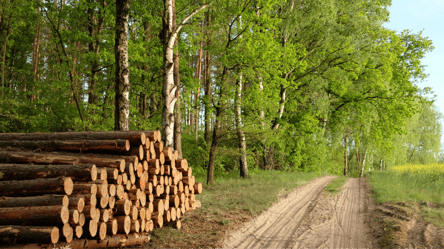 Сезон дров начался — где можно купить и сколько стоят - 285x160