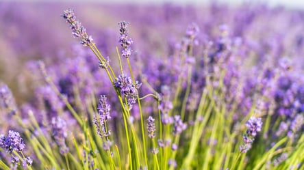 Зимовий посів лаванди — чому садівники обирають саме цей метод - 285x160