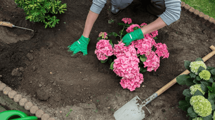 Гортензии зацветут пышнее — чем подкислить почву правильно - 285x160