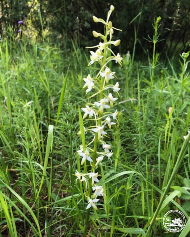 Любка дволиста