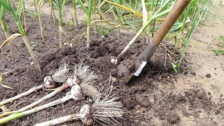 Выкопанный чеснок на огороде