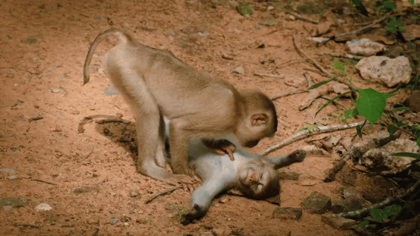 Самые смешные моменты из жизни диких животных – ТОП-10 фото