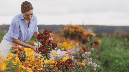 Секрети тривалого цвітіння хризантем — поради садівникам - 285x160