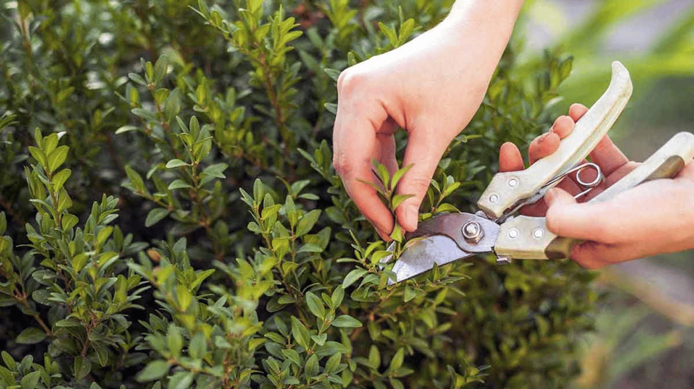 Обрезка куста