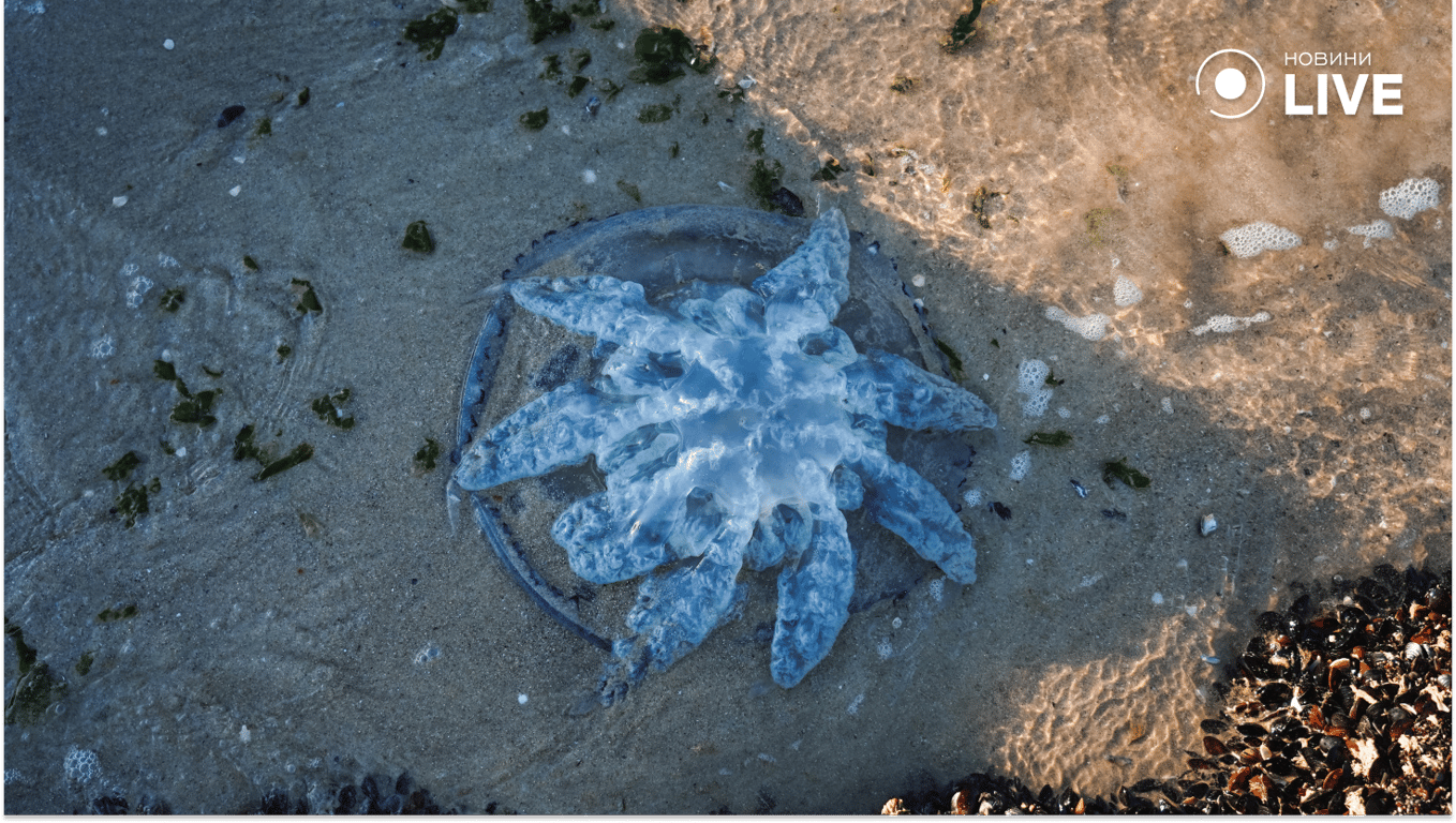 Чорне море і курортний сезон: чи готова Одеса приймати туристів - фото 6