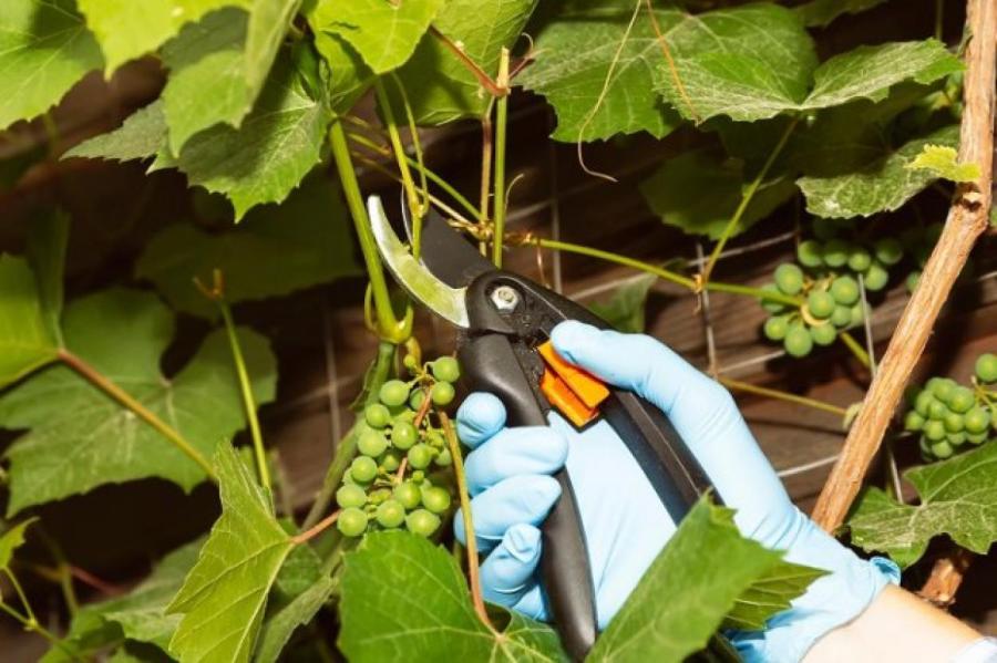 Обрезка винограда