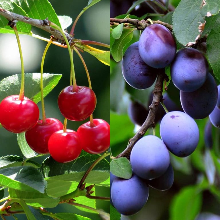 Вишневое и сливовое дерево в саду