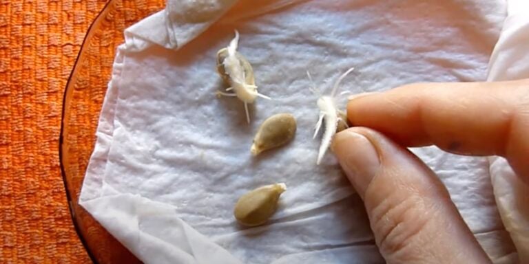 Семена гарбуза