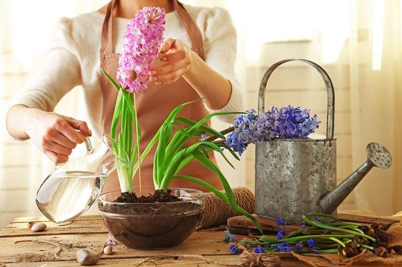 Як доглядати за гіацинтом після цвітіння