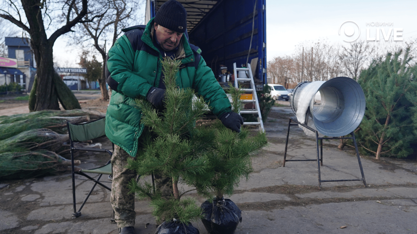Саженцы елок на продаже.