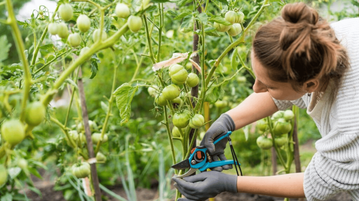 Дачниця, яка обрізає помідори на городі.