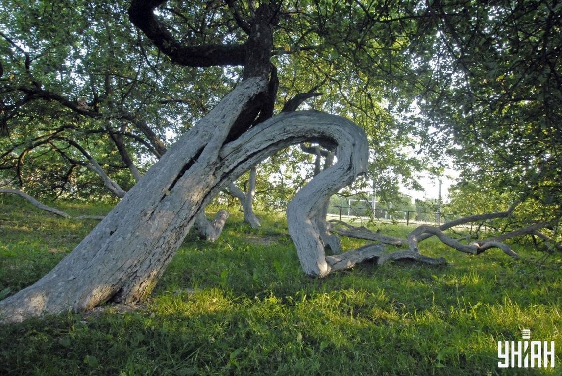 Оптическая головоломка для проверки уровня IQ