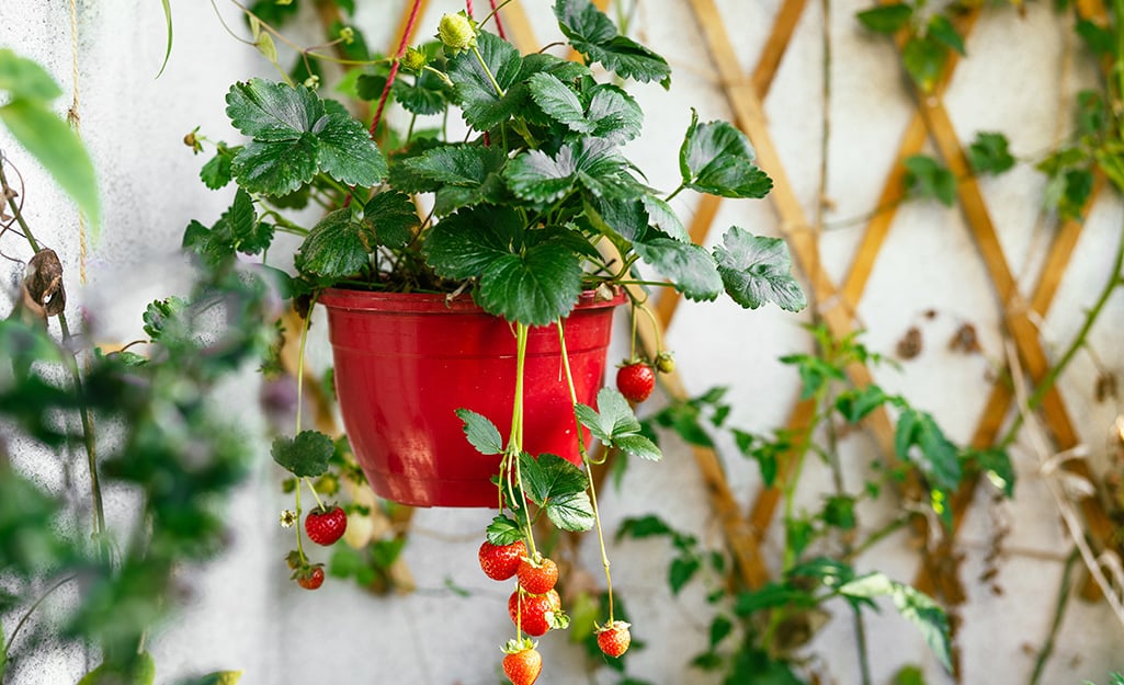 Які переваги вирощування в'юнкої полуниці на балконі