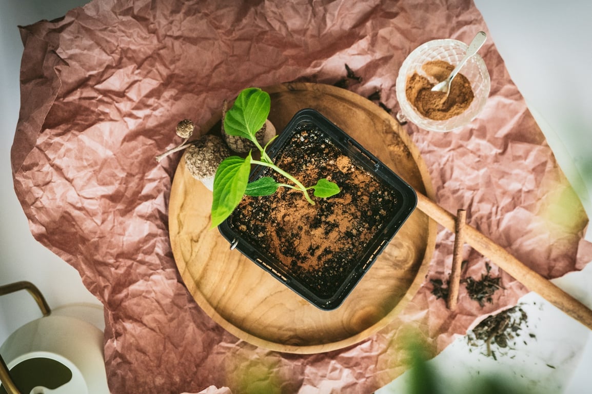 Природний фунгіцид — як використовувати корицю для боротьби зі шкідниками та хворобами