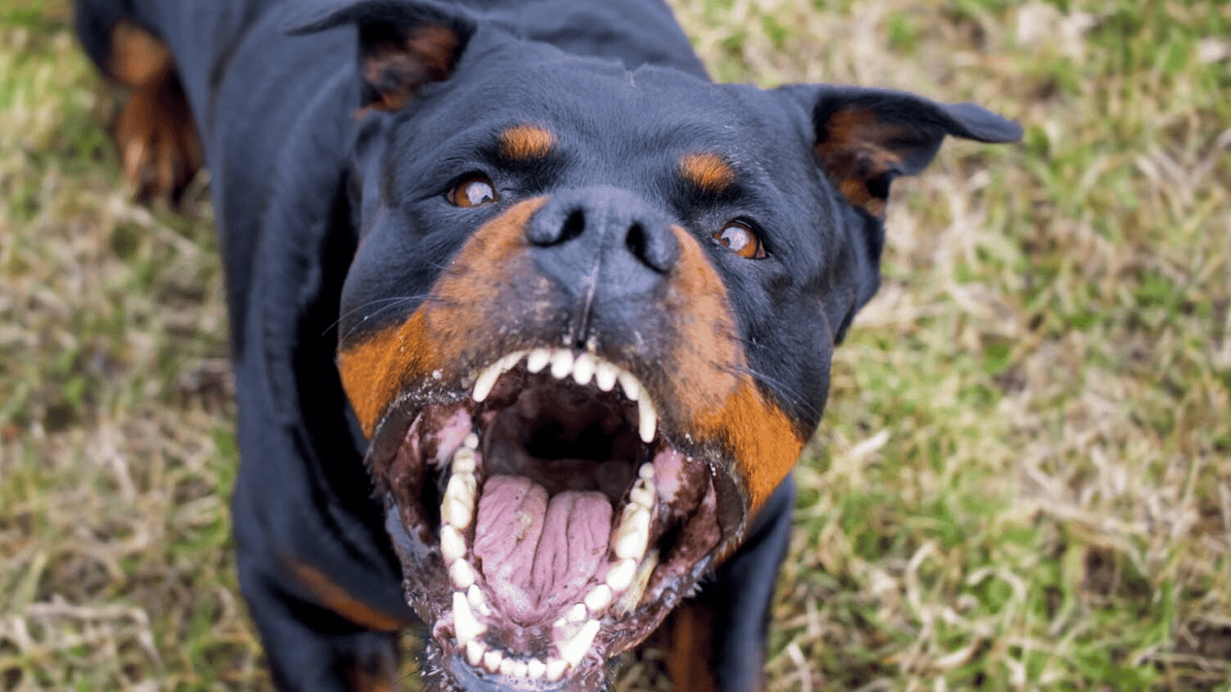 Какие собаки считаются злыми — ТОП-5 самых агрессивных