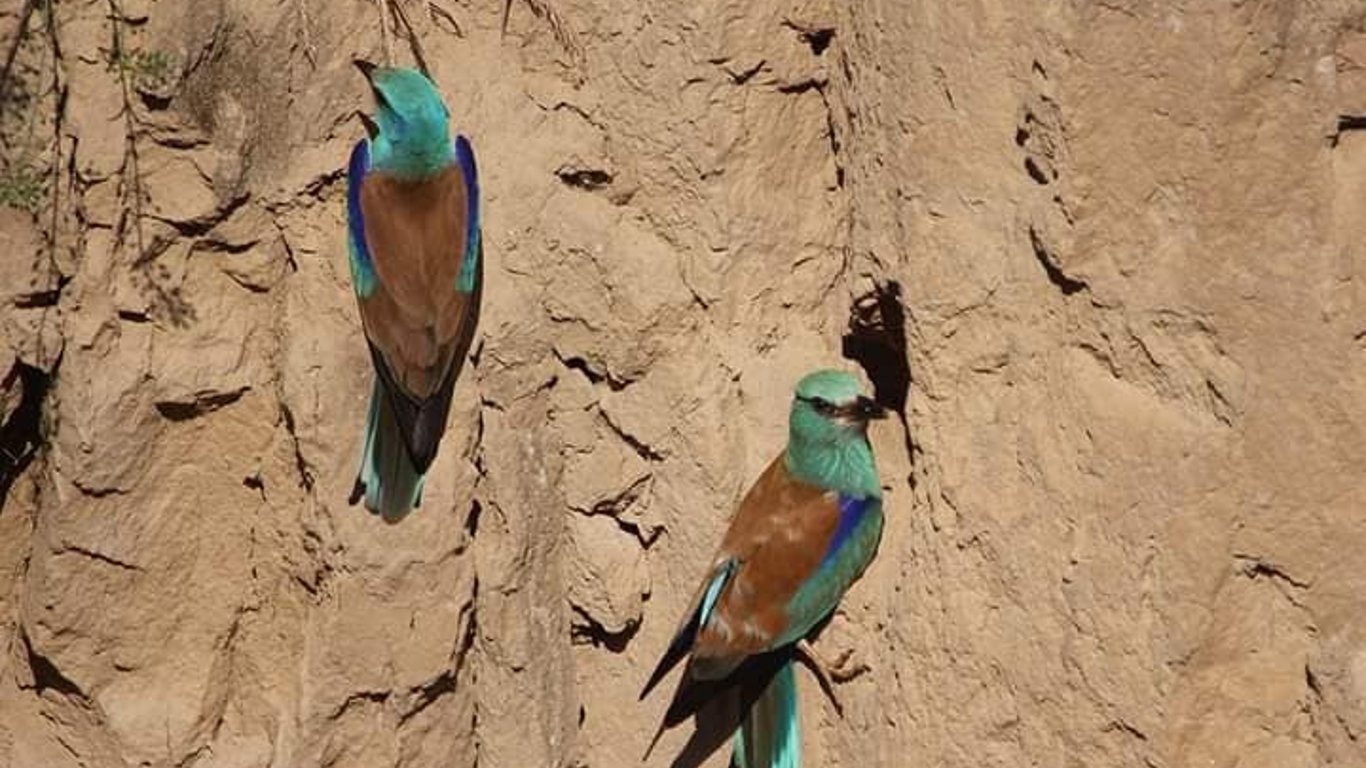 В Одесскую область прилетели редкие краснокнижные птицы: где они поселились