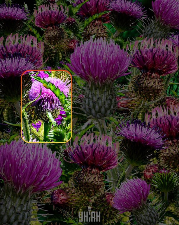 Правильный ответ на оптическую головоломку