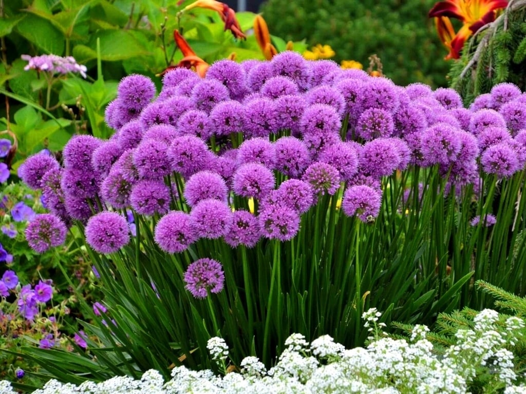 Фіолетове суцвіття декоративного часнику