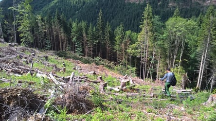 Росіяни вирубують ліси у Криму — з якою метою - 285x160