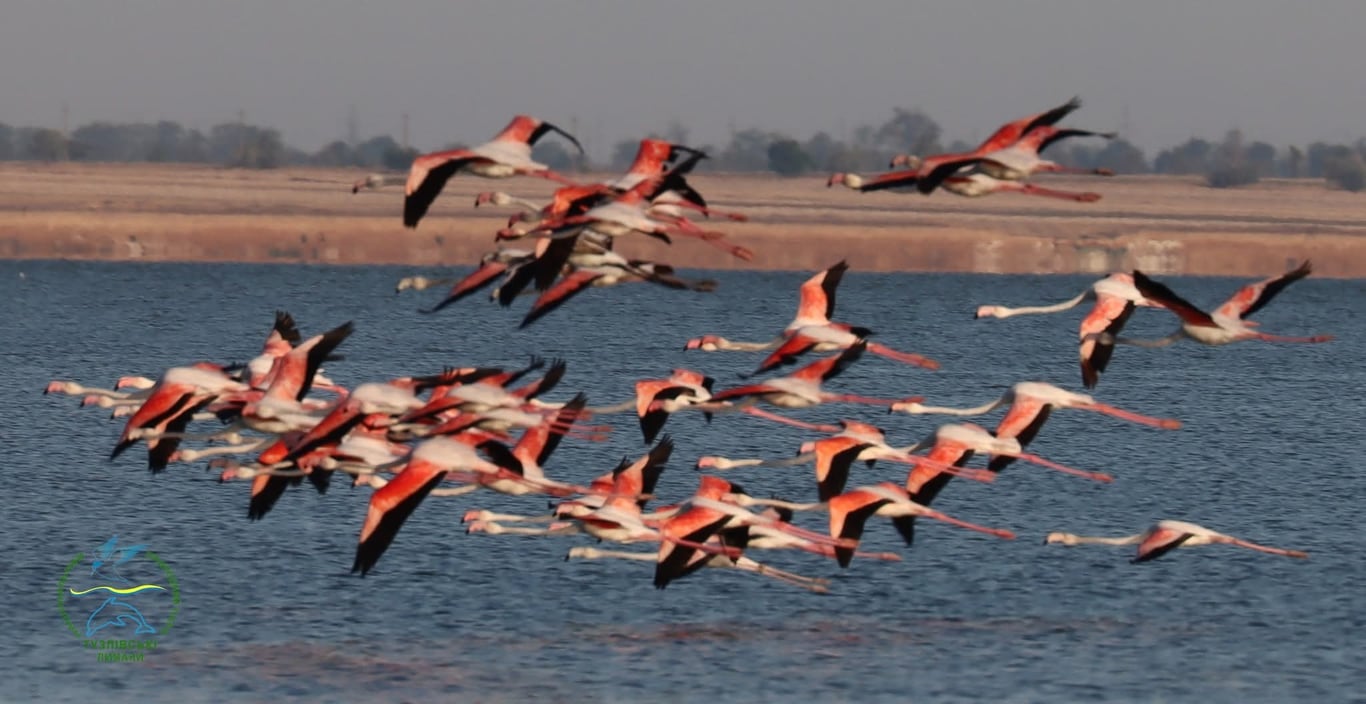 Проліт фламінго над лиманами