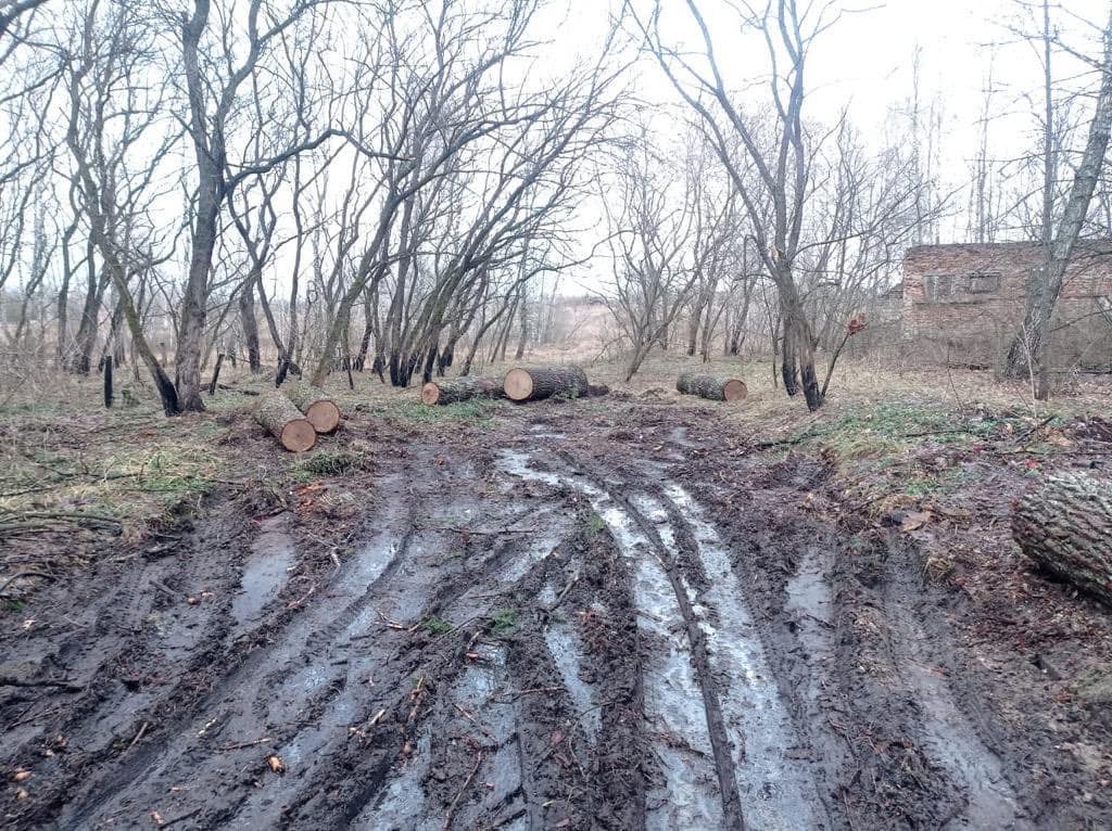 чернобыльский лес