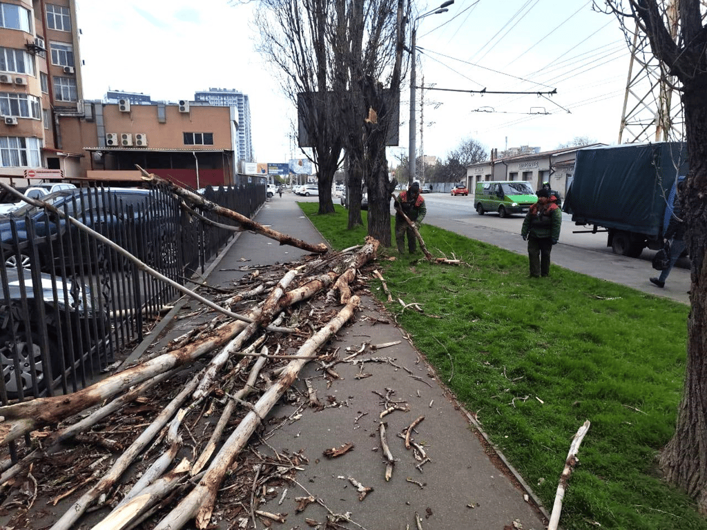 В Одесі деревопад — міськрада попереджає про небезпеку - фото 2
