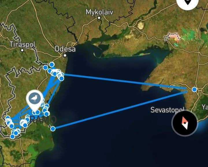 На Одесщине нашли мертвой краснокнижной птицы — подробности - фото 2