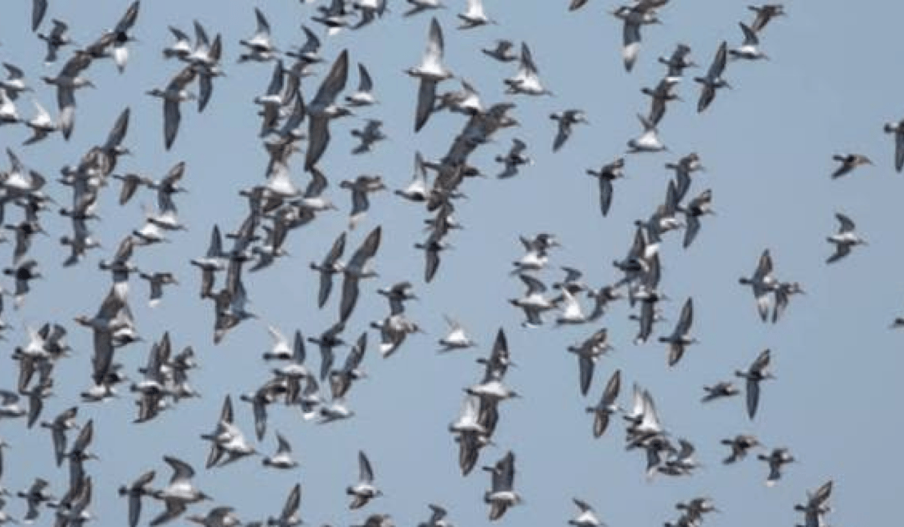 Птахи над Тузлівськими лиманами