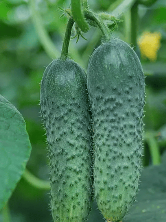 Сорт "Амур F1"