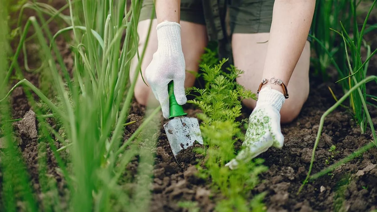 Що можна посадити на городі початківцю — морква