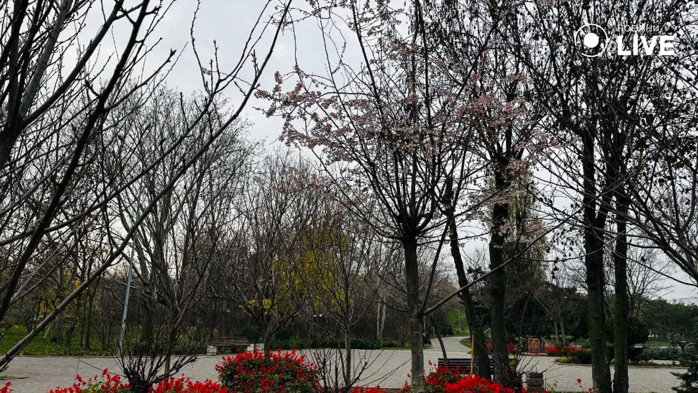 В Одесі взимку зацвіла сакура