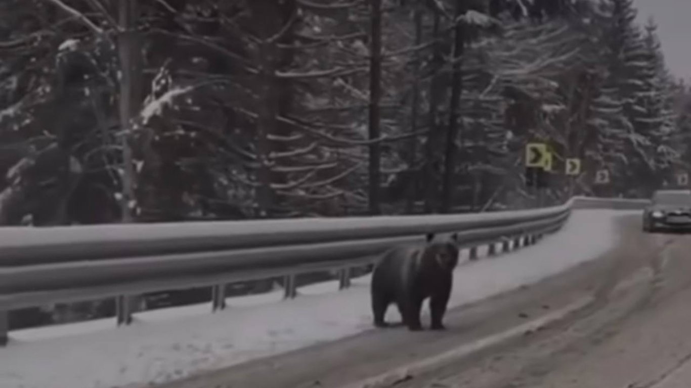 Неожиданная встреча — на Закарпатье водители встретили медведей посреди дороги