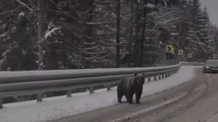 Неочікувана зустріч — на Закарпатті водії зустріли ведмедів посеред дороги - 285x160
